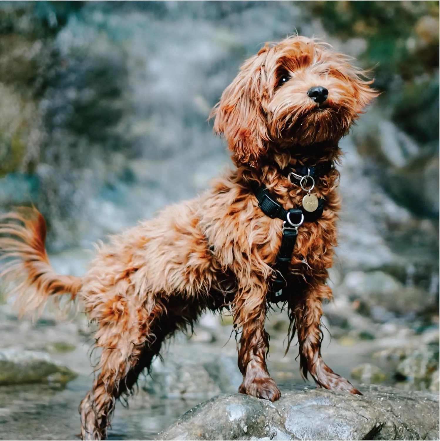 Blue-9 Buckle-Neck Balance Harness, Fully Customizable Fit No-Pull Harness, Ideal for Dog Training and Obedience, Made in The USA, Orange, Small