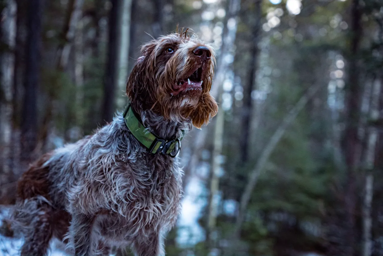 Boss Dog Tactical Green Camo Collar