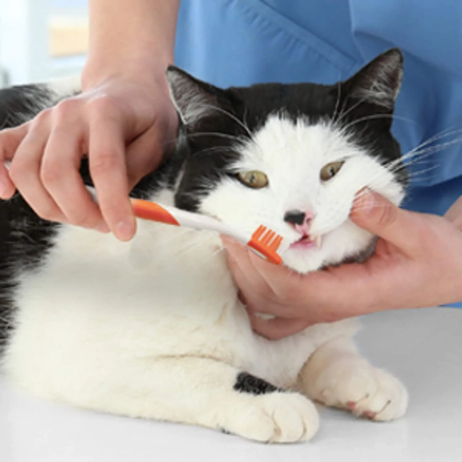 Cat Dental Kit - Advanced Oral Care Cat Dental Kit - Nylabone