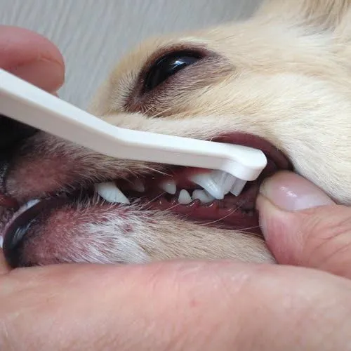 Dog Toothbrush (Micro Head) – Easy to Use, Gentle Round Head, Made in Japan – Dental Care for Dogs