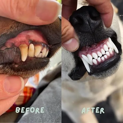 Finger Toothbrush for Pets Teeth Cleaning - Safe & Gentle Dental Care for Dogs, Cats, Kittens, & Puppies | BPA-Free Silicon Brush with Cover