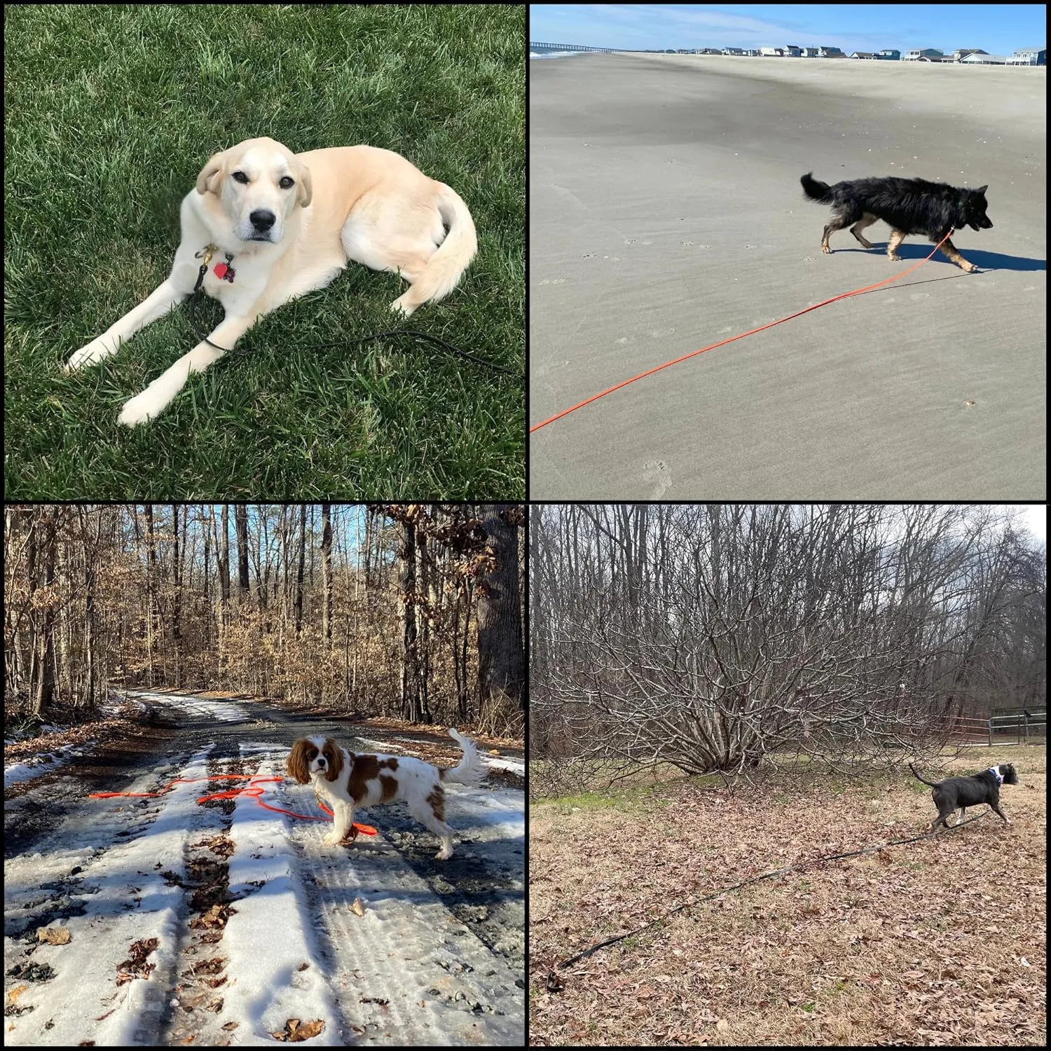 JIM HODGES  K9 Biothane ,,10,15,20  32.5 , - , K9 ,