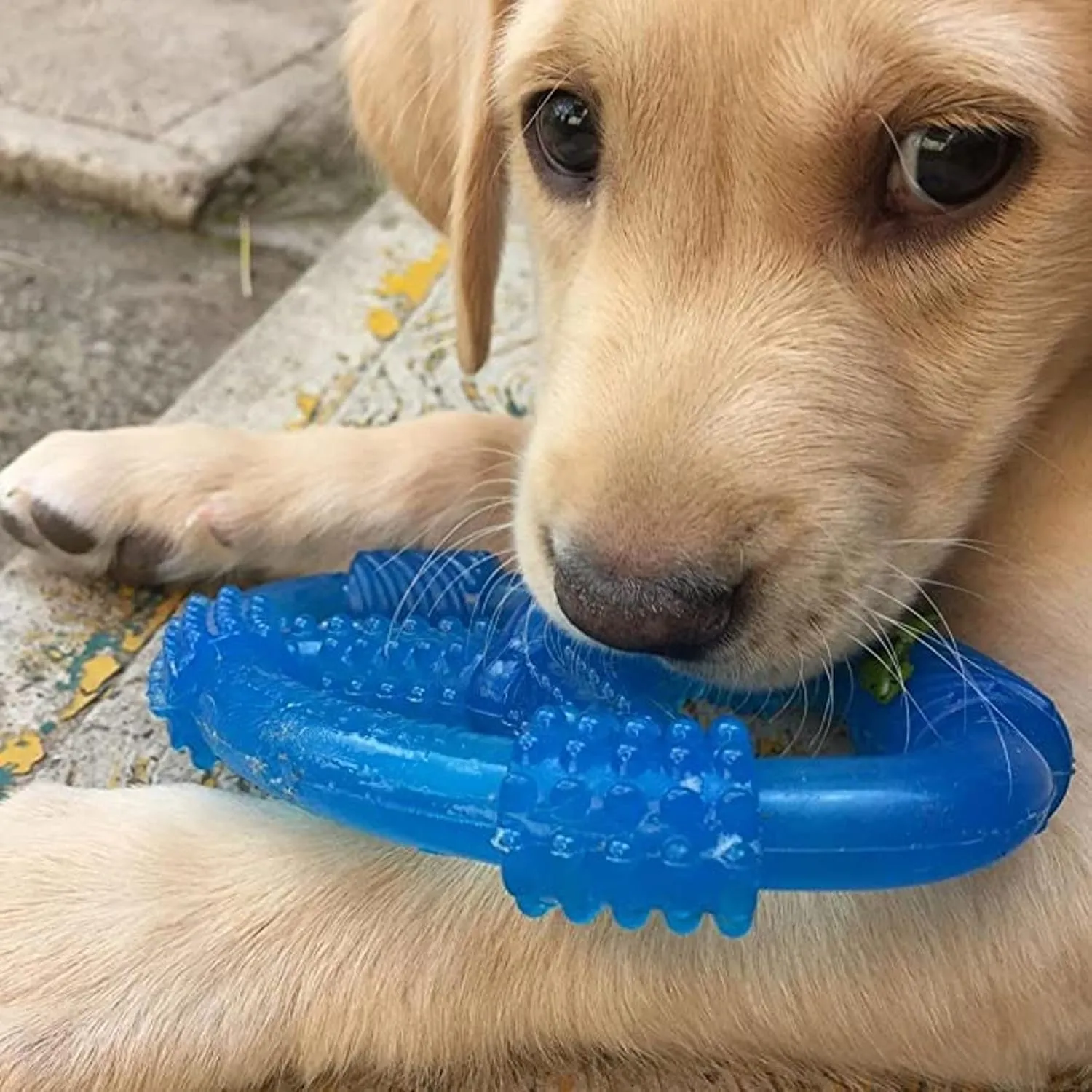 Nylabone Spin Tug & Play Puppy Chew Ring Toy, Toys for Teething Puppies, Peanut Butter Flavor, Blue, Medium - Up to 35 lbs, 1 Count