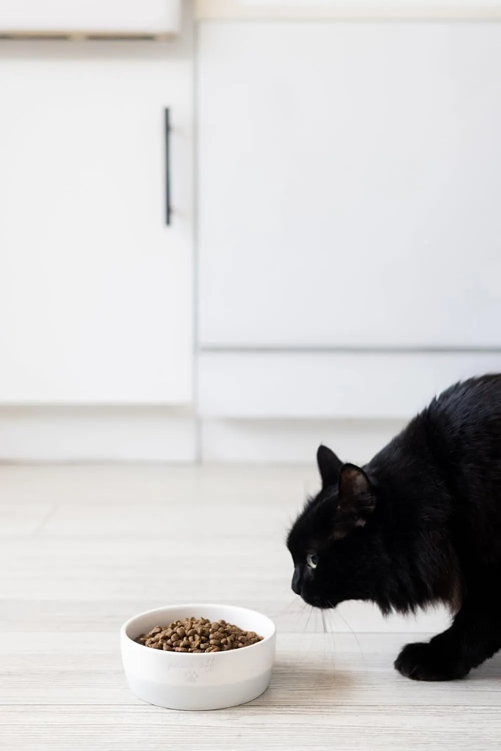Pearhead Paws Off Ceramic Cat Bowl, Holds 1.3 Cups, Small Food and Water Bowl for Cats, Pet Dish, Microwave and Dishwasher Safe