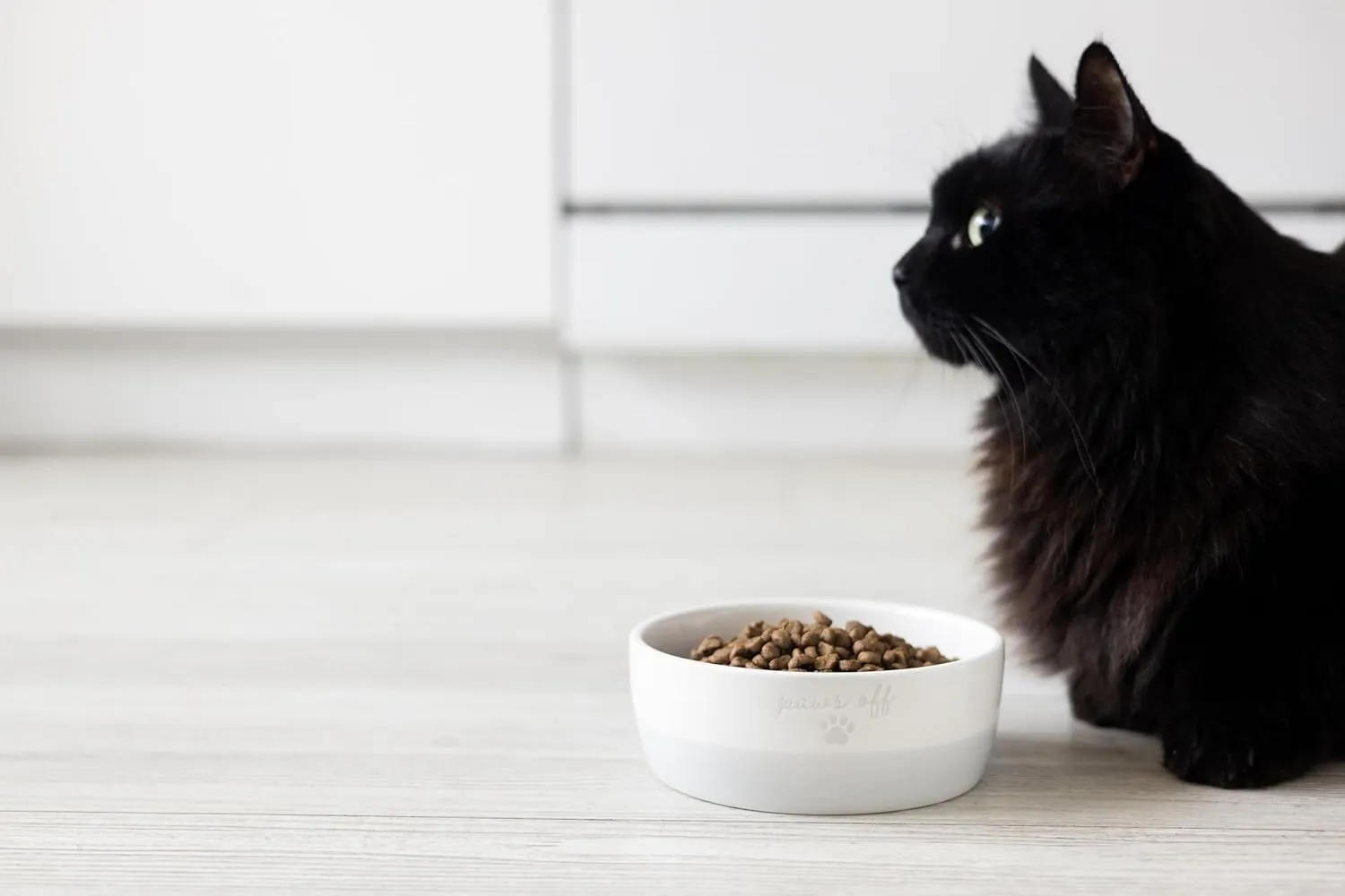 Pearhead Paws Off Ceramic Cat Bowl, Holds 1.3 Cups, Small Food and Water Bowl for Cats, Pet Dish, Microwave and Dishwasher Safe