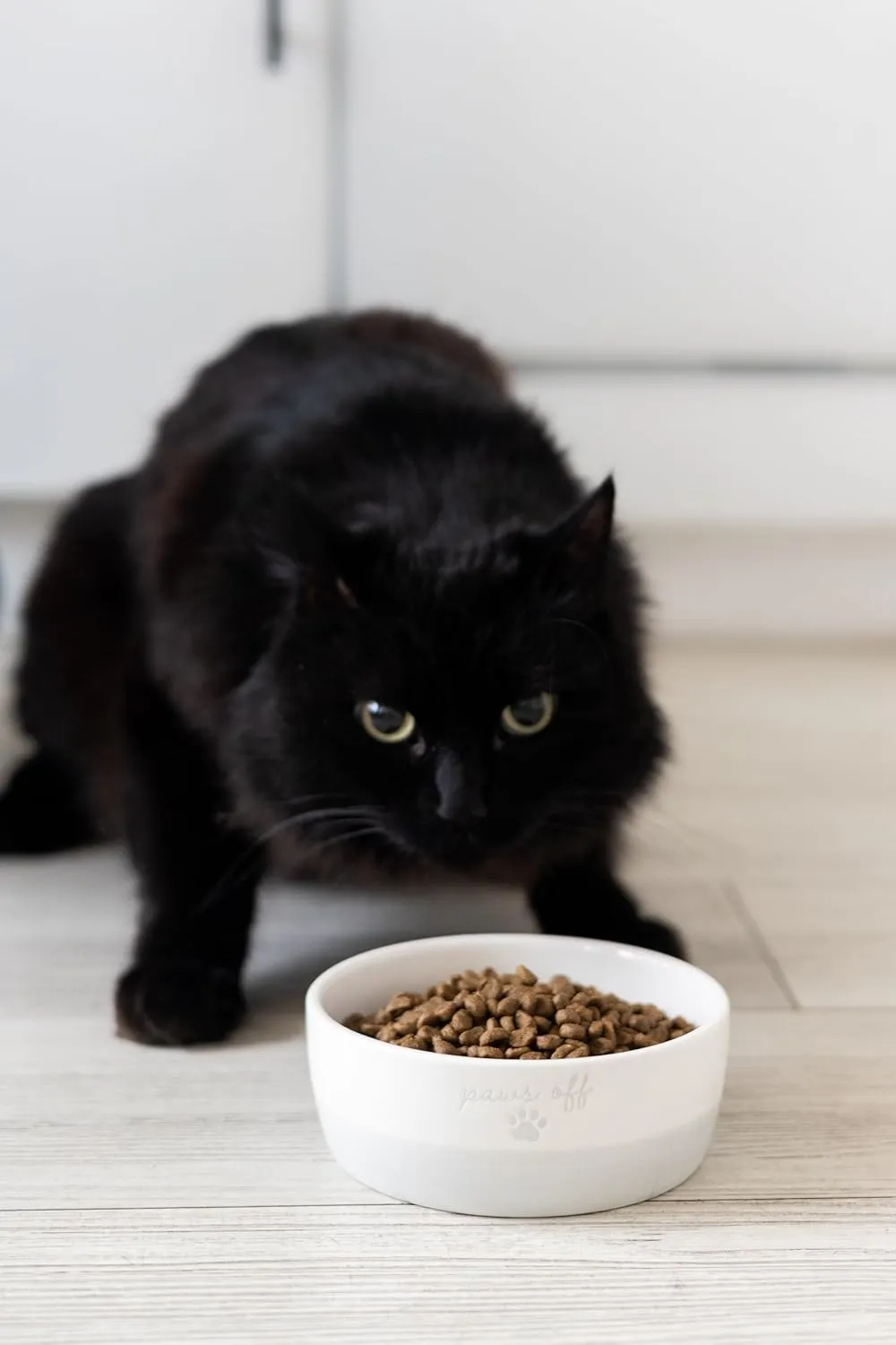 Pearhead Paws Off Ceramic Cat Bowl, Holds 1.3 Cups, Small Food and Water Bowl for Cats, Pet Dish, Microwave and Dishwasher Safe
