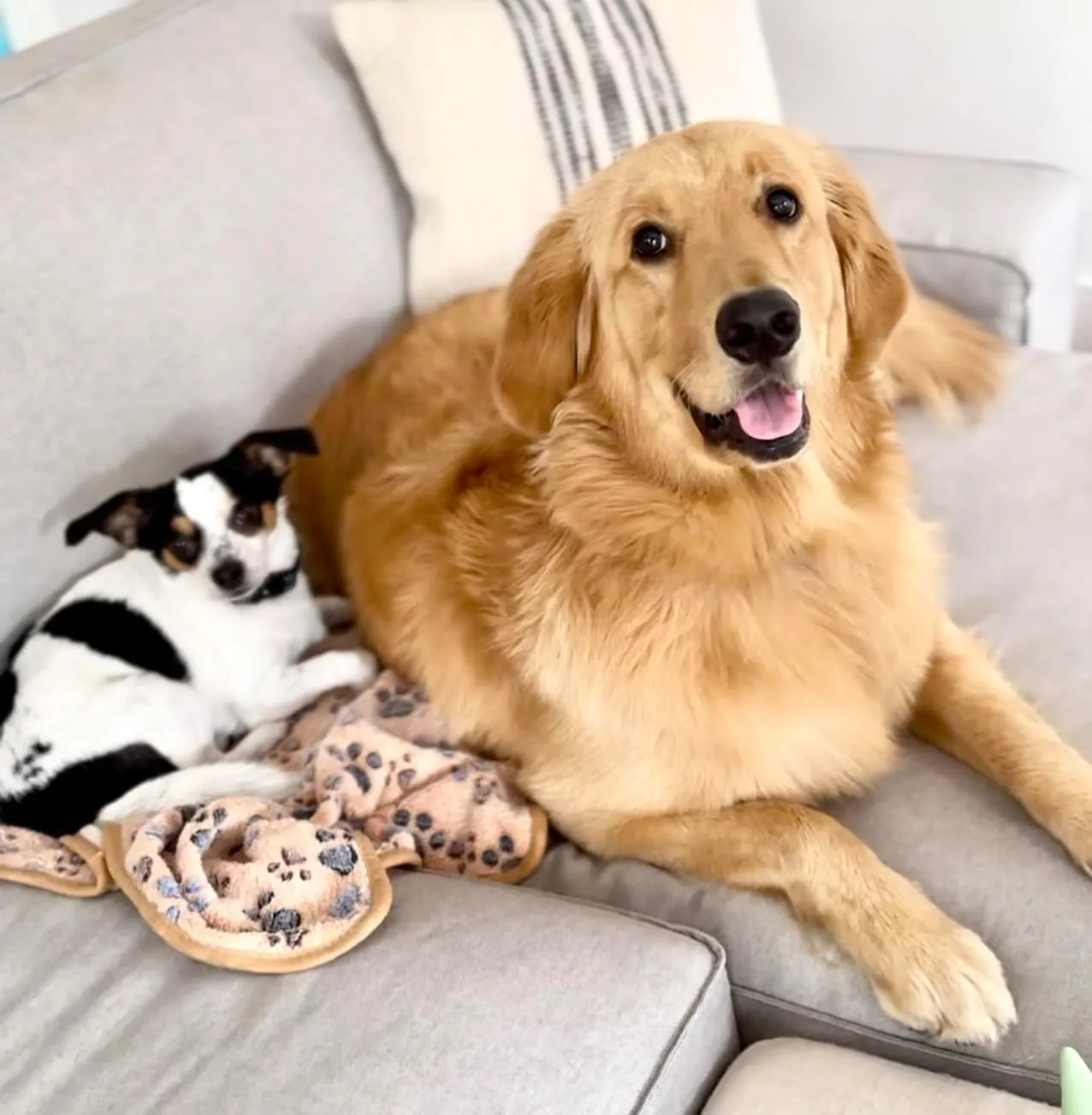 Premium Fleece Pet Blanket/Throw for Dog Cat Puppy Kitten Small Animal (White/White/Brown, Medium)